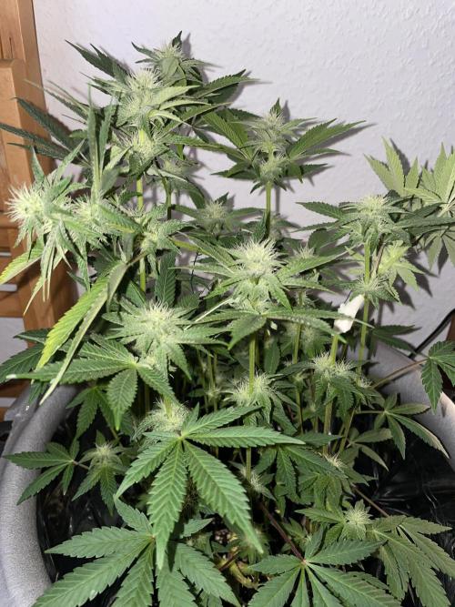 Spacebucket-Grow #2 (Purple Punch). Week 12