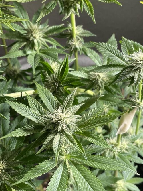 Spacebucket-Grow #2 (Purple Punch). Week 12