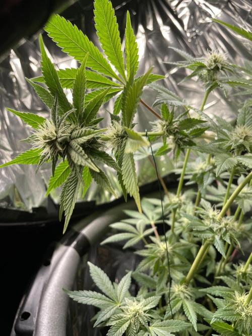 Spacebucket-Grow #2 (Purple Punch). Week 12