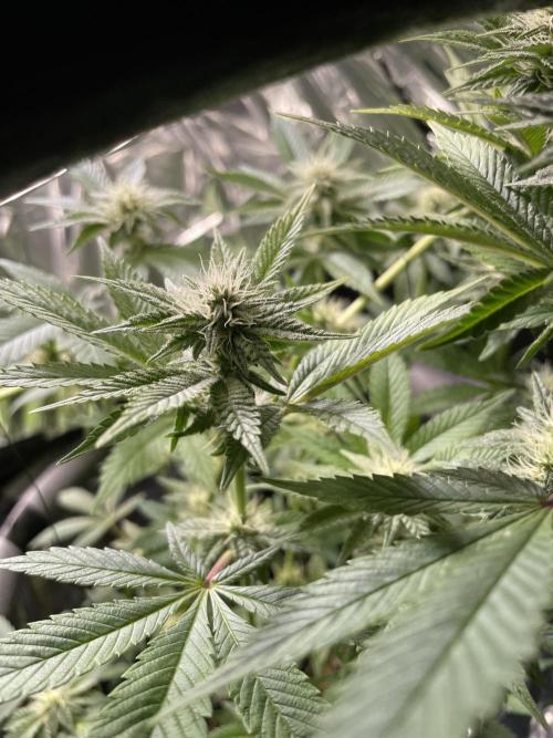Purple Punch. Week 12