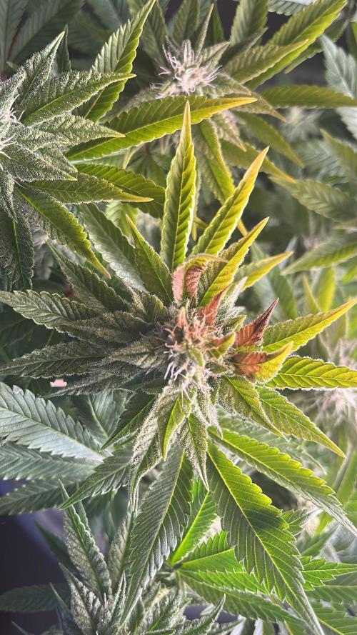 Spacebucket-Grow #2 (Purple Punch). Week 13