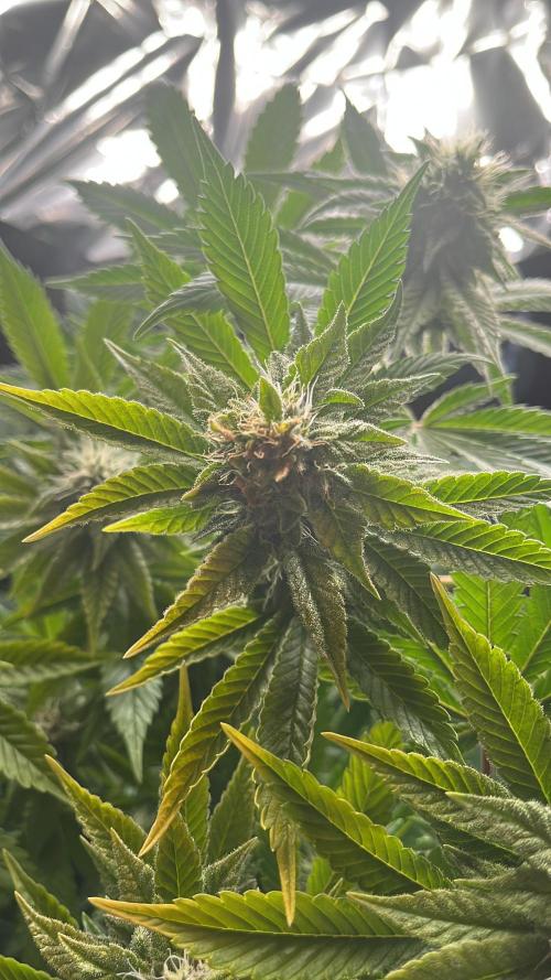 Spacebucket-Grow #2 (Purple Punch). Week 13