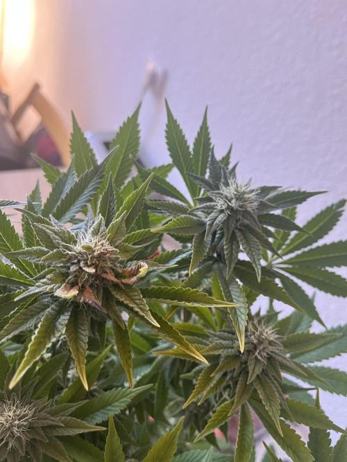 Purple Punch. Week 13