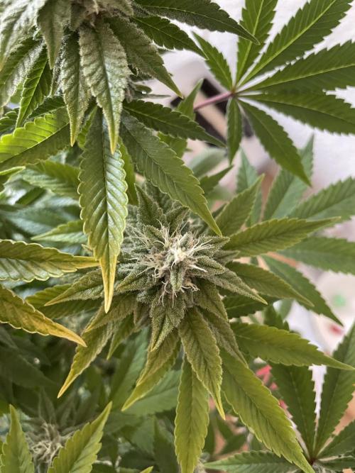 Spacebucket-Grow #2 (Purple Punch). Week 14