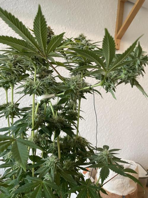 Spacebucket-Grow #2 (Purple Punch). Week 14