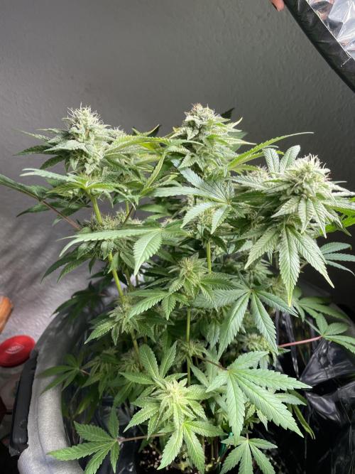 Purple Punch. Week 14