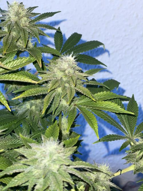Spacebucket-Grow #2 (Purple Punch). Week 15