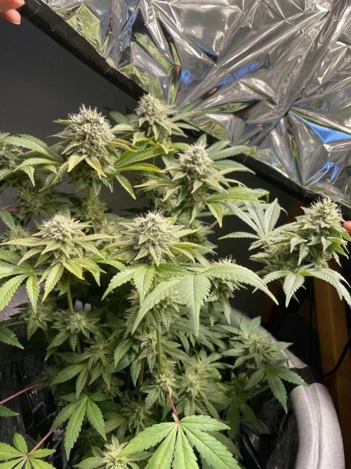 Spacebucket-Grow #2 (Purple Punch). Week 15