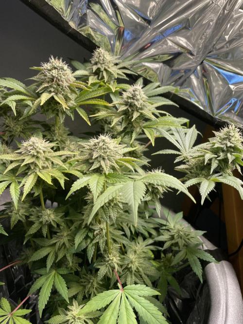 Spacebucket-Grow #2 (Purple Punch). Week 15
