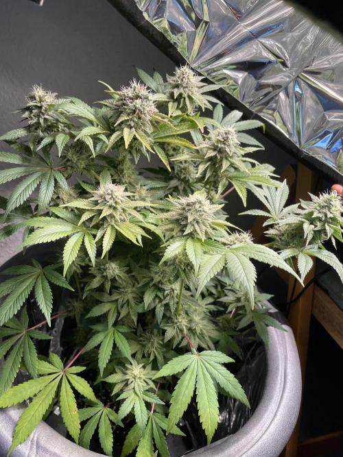 Spacebucket-Grow #2 (Purple Punch). Week 15