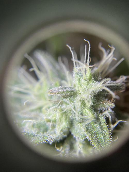 Purple Punch. Week 15