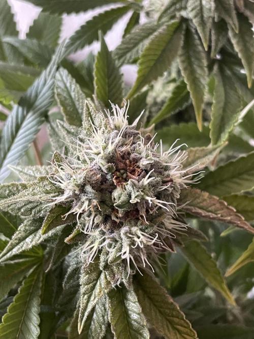 Spacebucket-Grow #2 (Purple Punch). Week 16 - light burn on one of the buds