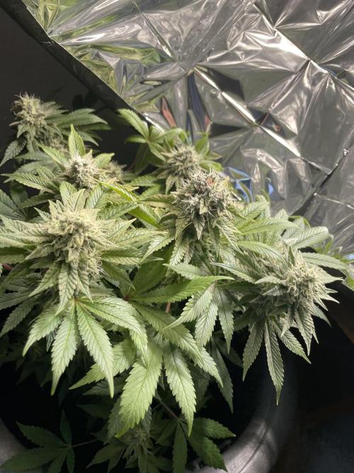 Spacebucket-Grow #2 (Purple Punch). Week 16