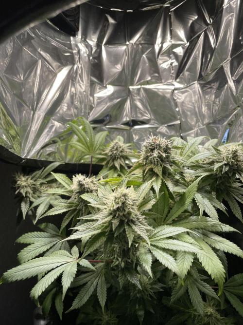 Spacebucket-Grow #2 (Purple Punch). Week 16