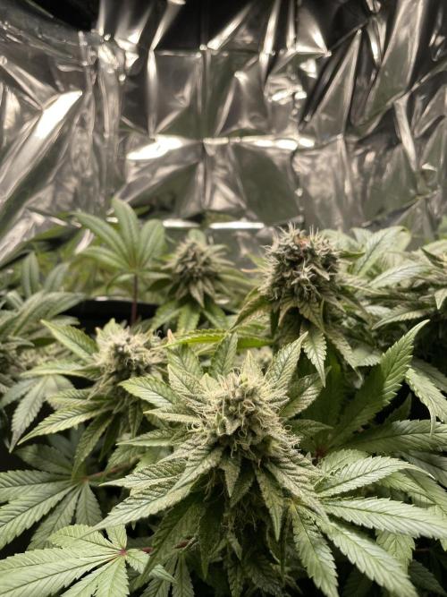 Spacebucket-Grow #2 (Purple Punch). Week 16
