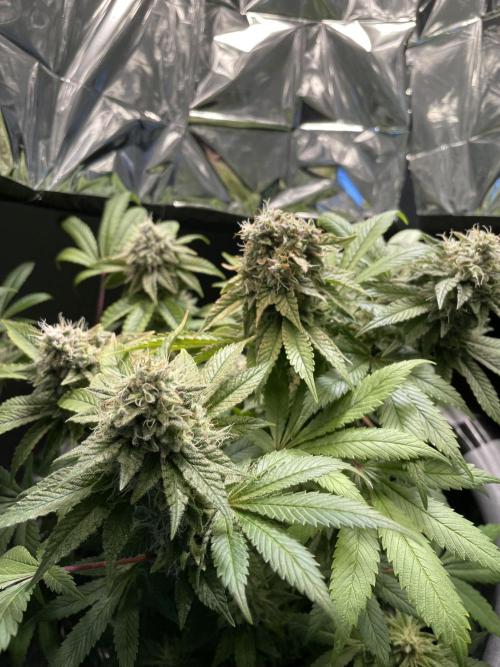 Spacebucket-Grow #2 (Purple Punch). Week 16