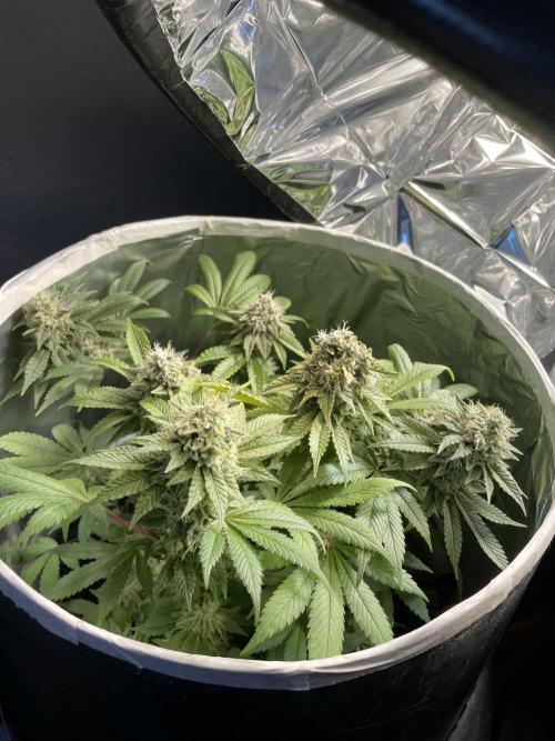 Purple Punch. Week 16