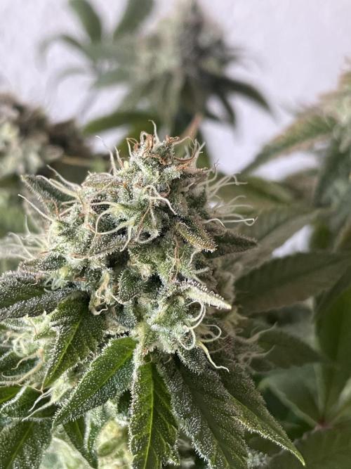 Spacebucket-Grow #2 (Purple Punch). Week 17