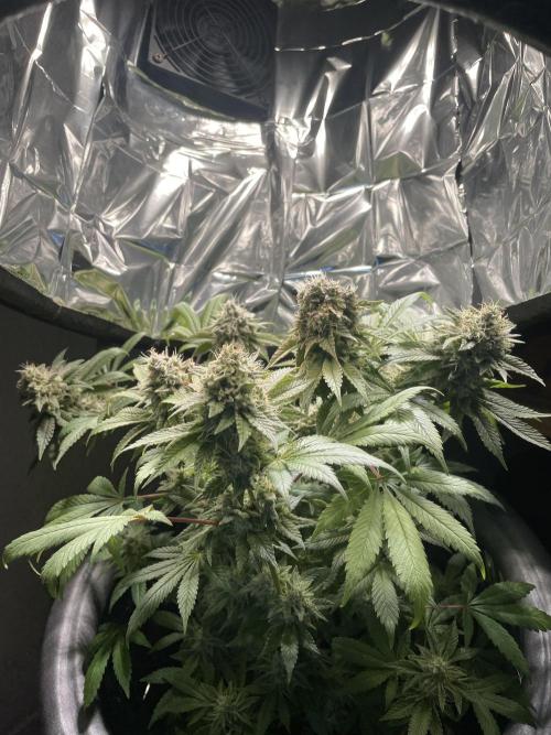 Spacebucket-Grow #2 (Purple Punch). Week 17