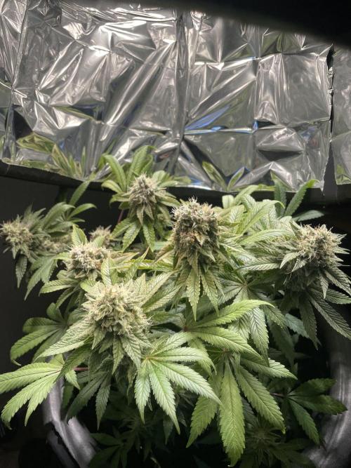 Spacebucket-Grow #2 (Purple Punch). Week 17