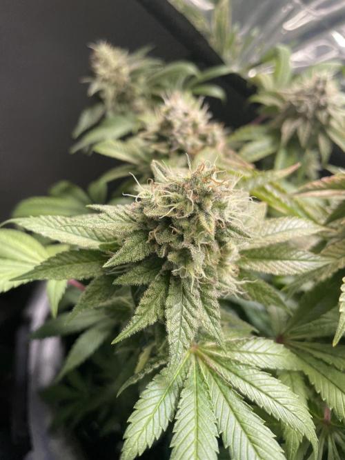 Spacebucket-Grow #2 (Purple Punch). Week 17