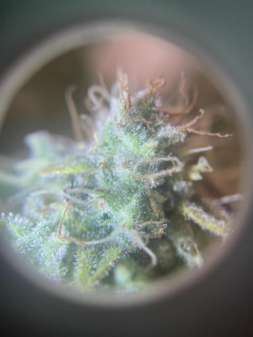 Purple Punch. Week 17