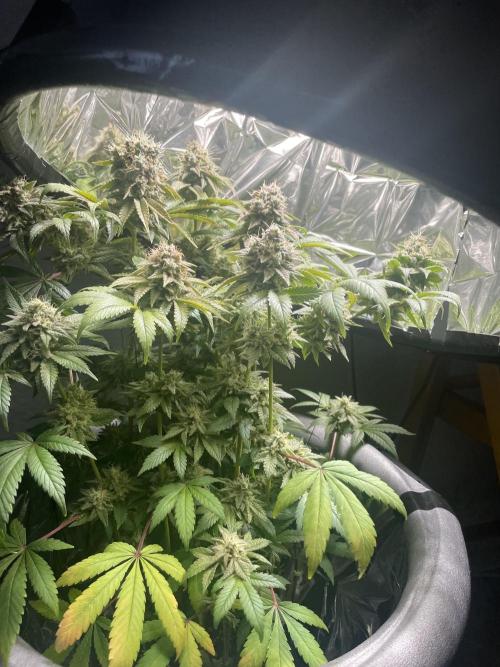 Spacebucket-Grow #2 (Purple Punch). Week 18