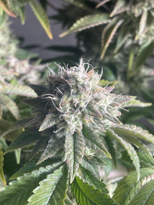 Spacebucket-Grow #2 (Purple Punch). Week 18