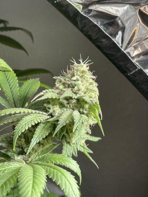 Spacebucket-Grow #2 (Purple Punch). Week 18