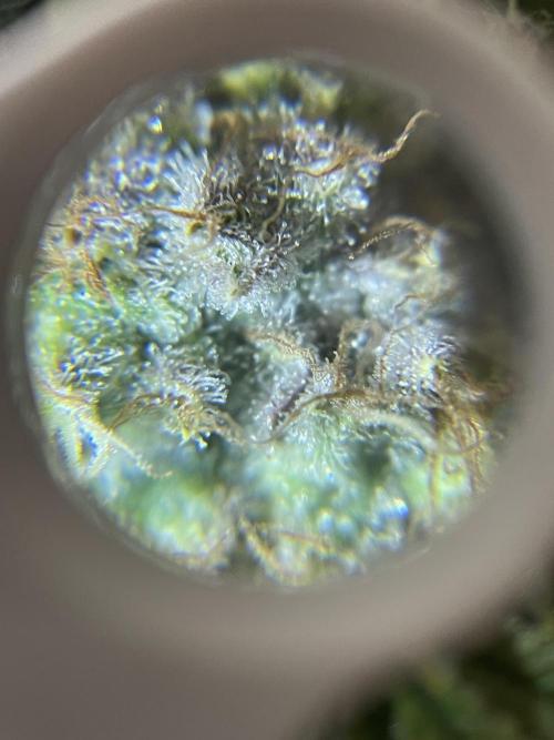 Spacebucket-Grow #2 (Purple Punch). Week 18 - very little ember