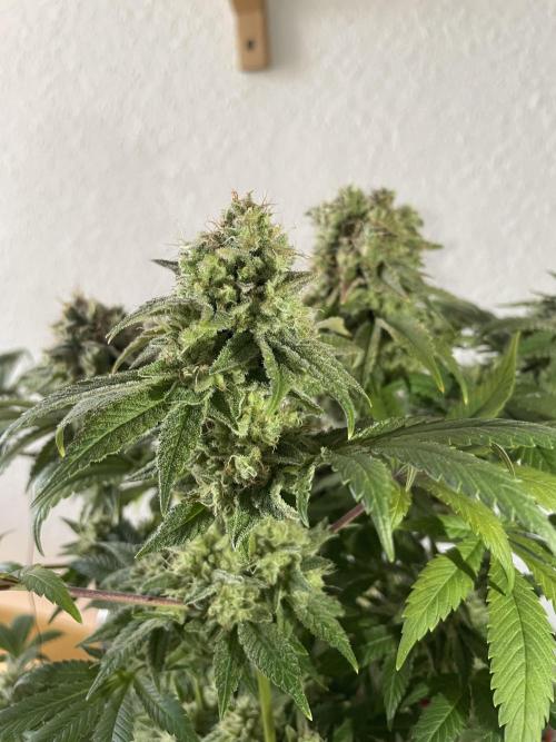 Spacebucket-Grow #2 (Purple Punch). Week 18