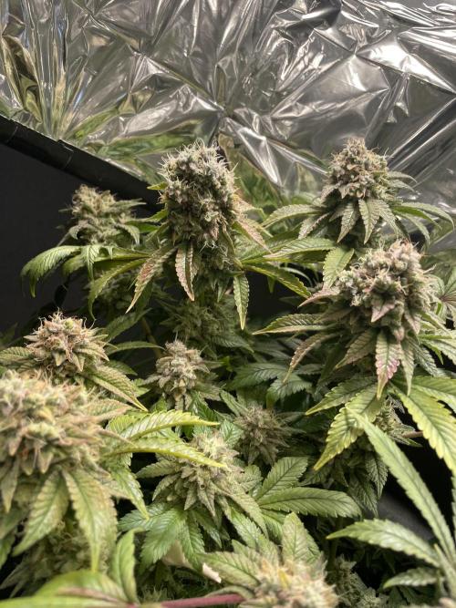 Spacebucket-Grow #2 (Purple Punch). Week 18