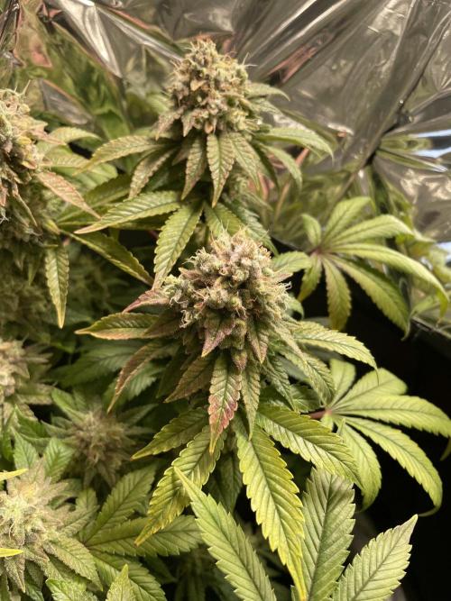 Spacebucket-Grow #2 (Purple Punch). Week 18