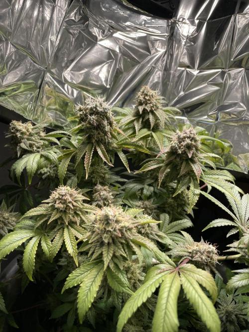 Purple Punch. Week 18