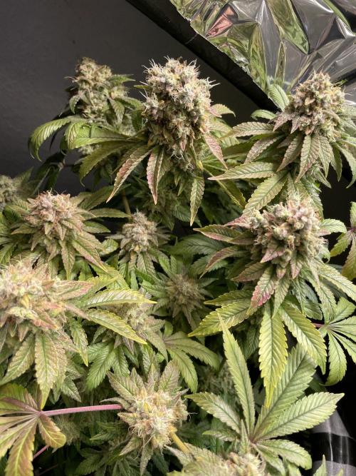 Spacebucket-Grow #2 (Purple Punch). Week 19