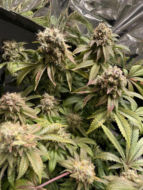 Spacebucket-Grow #2 (Purple Punch). Week 19