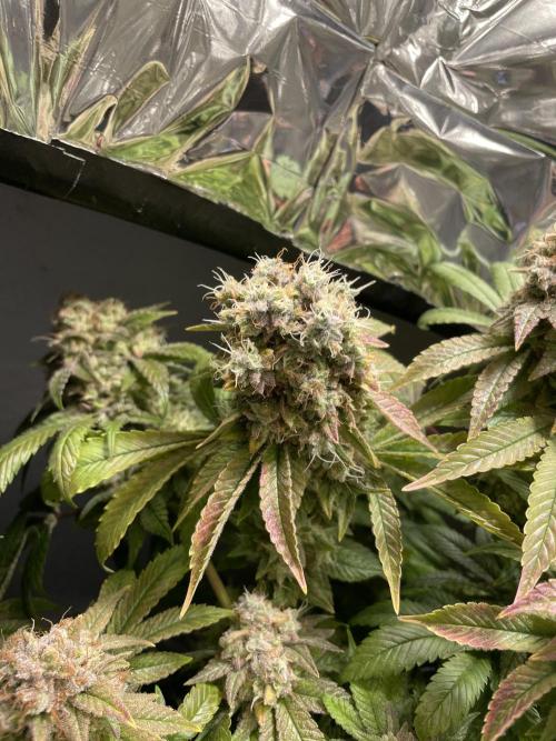Spacebucket-Grow #2 (Purple Punch). Week 19