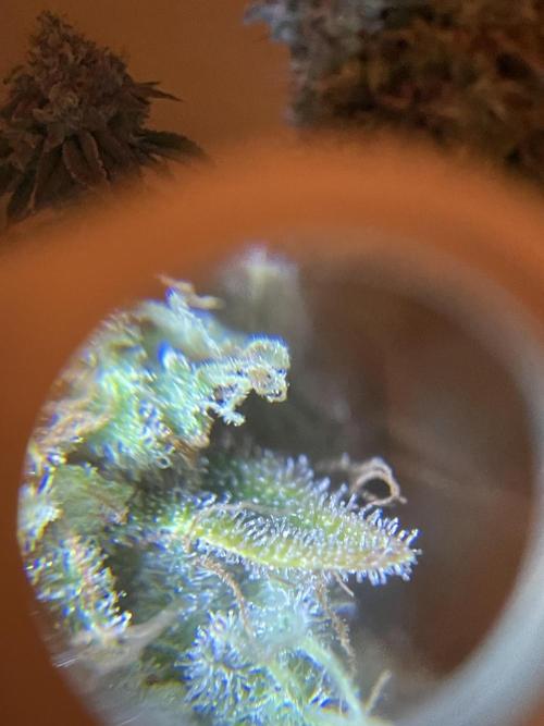 Spacebucket-Grow #2 (Purple Punch). Week 19