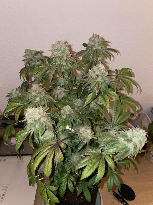 Purple Punch. Week 19