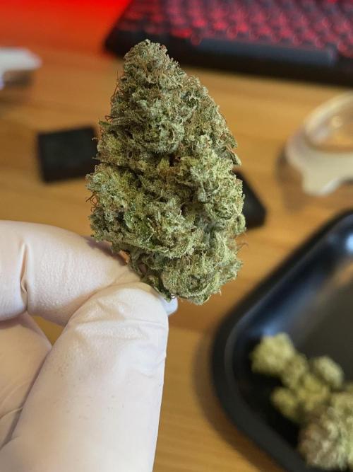 Spacebucket-Grow #2 (Purple Punch). Week 20