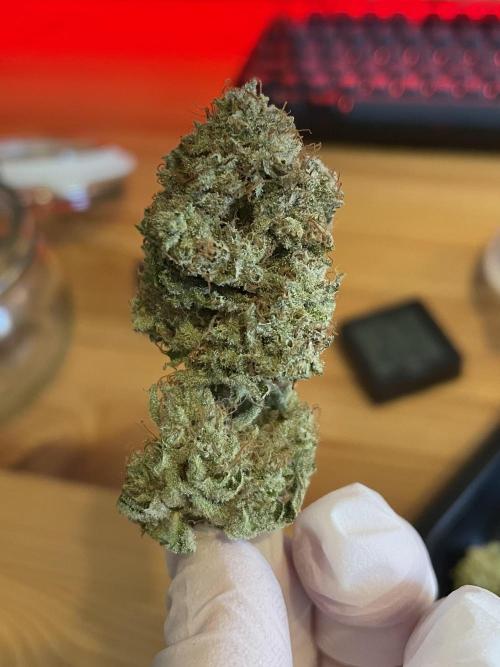 Spacebucket-Grow #2 (Purple Punch). Week 20