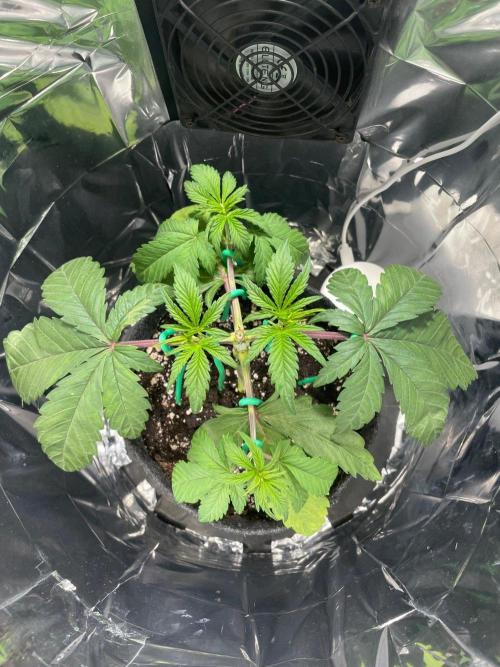 Spacebucket-Grow #3 (Blueberry Pancakes). Week 5
