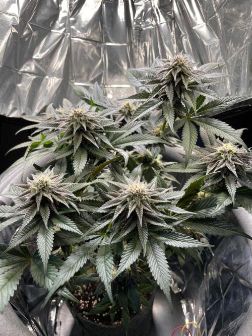 Spacebucket-Grow #3 (Blueberry Pancakes). Week 11