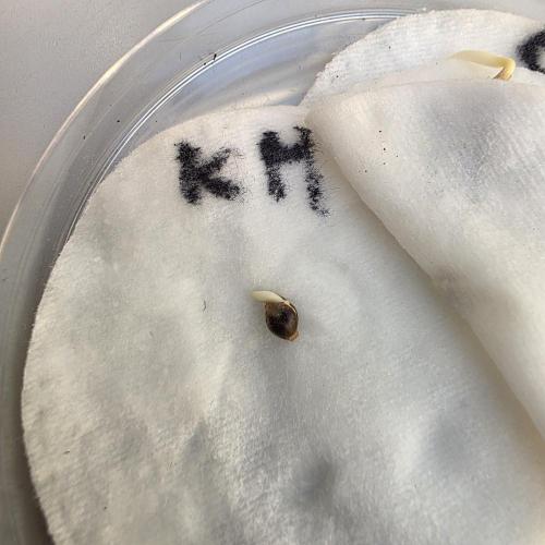 Kannabia Run 01/2026. Week 0 - Karibbean Mango fem