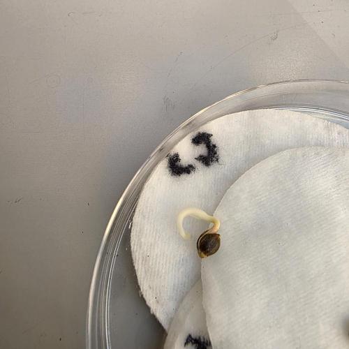 Kannabia Run 01/2026. Week 0 - Colombian Jack fem