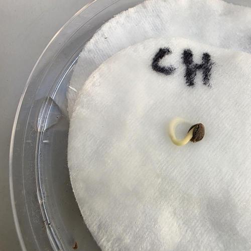 Canna-Community.de Kannabia Run 01/2026. Week 0