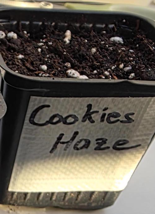 Canna-Community.de Kannabia Run 01/2026. Week 0