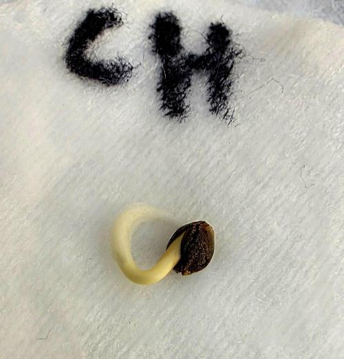 Canna-Community.de Kannabia Run 01/2026. Week 0 - Super gekeimt nach 2 Tsgen