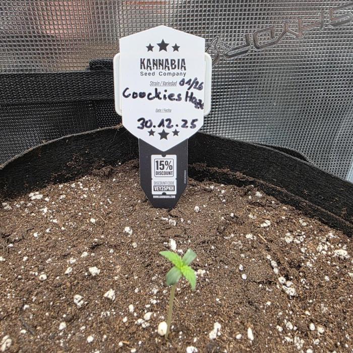 Canna-Community.de Kannabia Run 01/2026. Week 1 - Da ist sie die kleine Lady