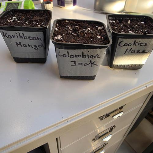 Canna-Community.de Kannabia Run 01/2026. Week 0